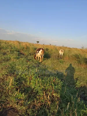 Land for Sale in Kapelabyong District