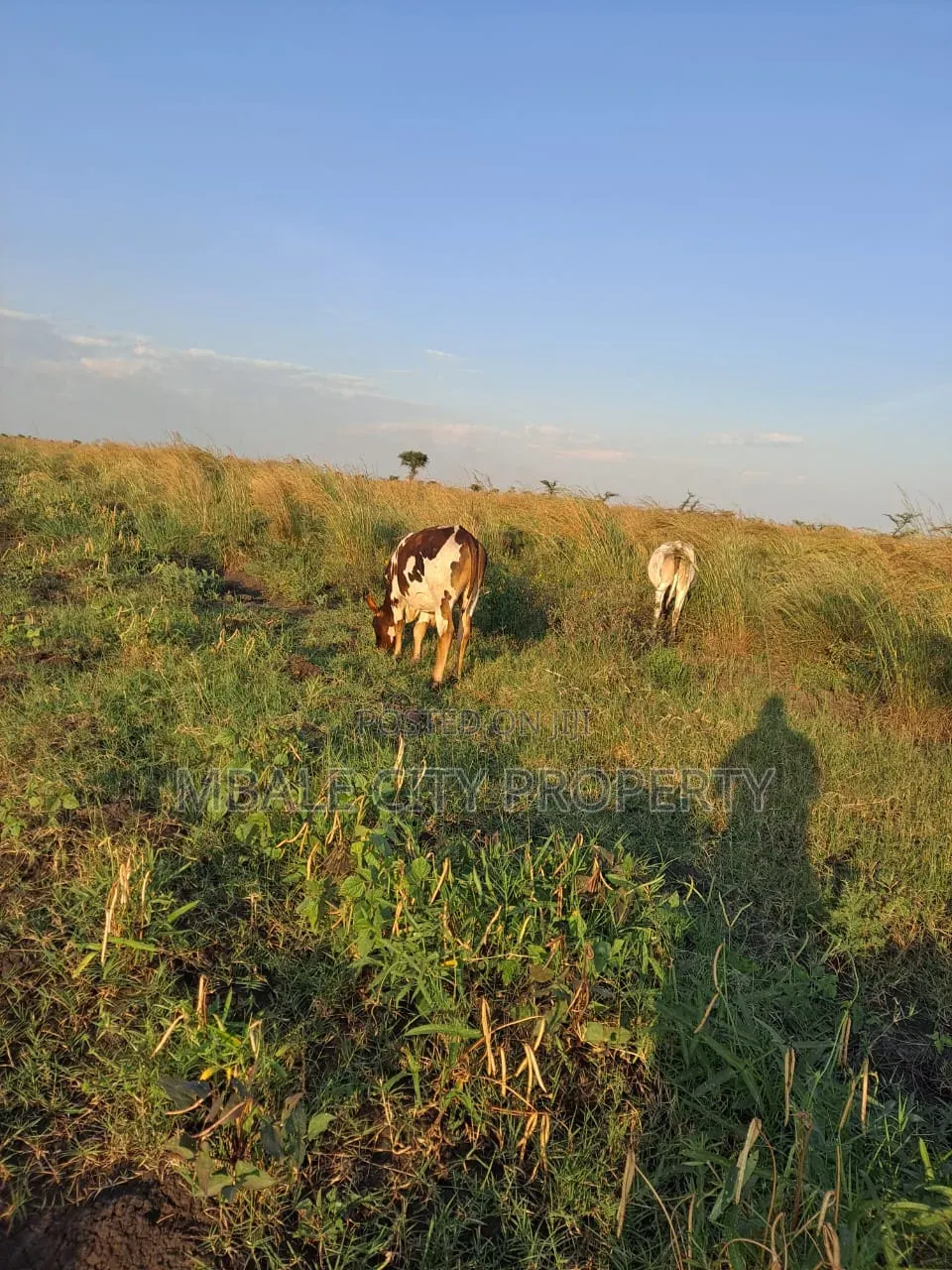 Land for Sale in Kapelabyong District