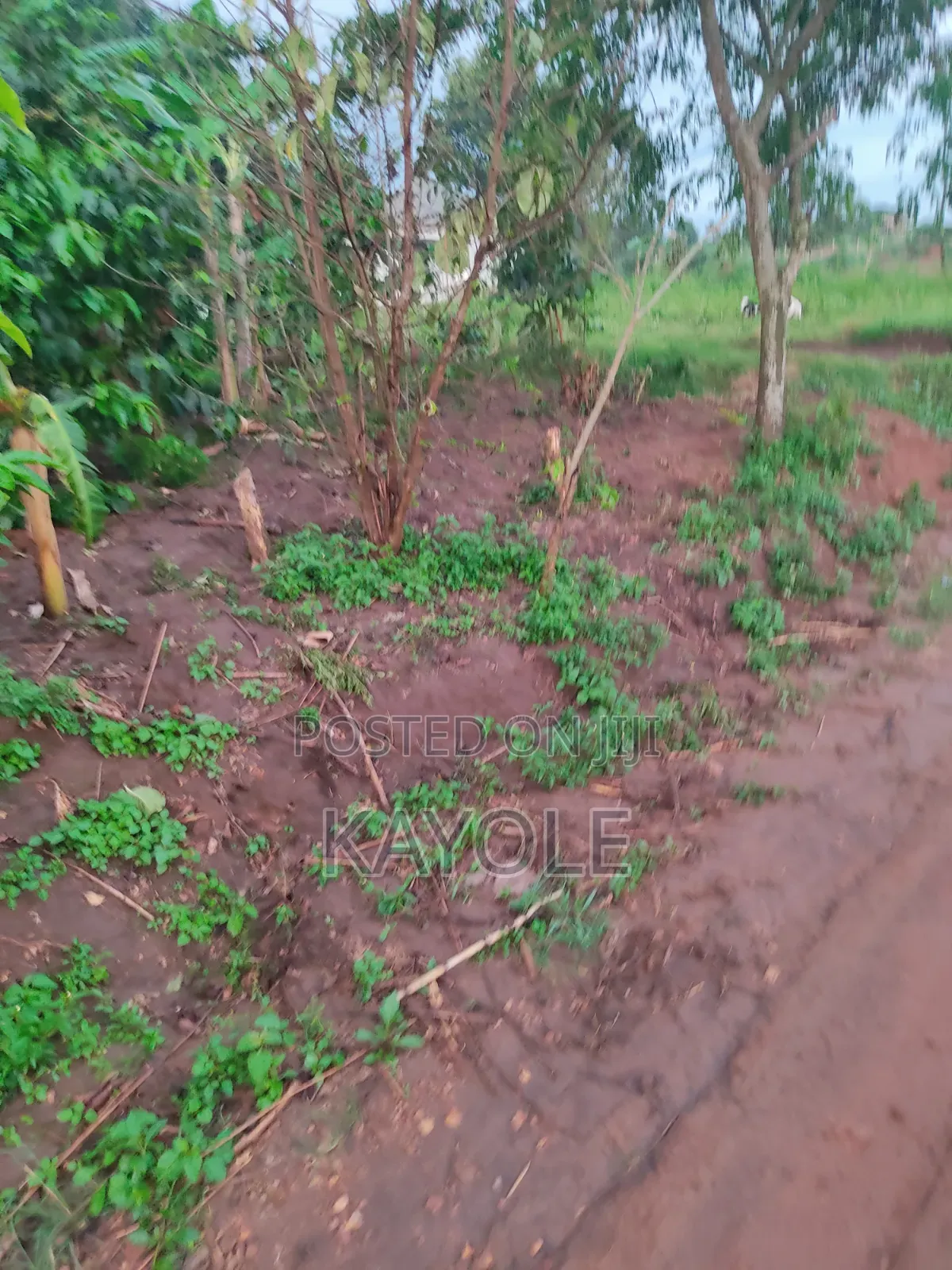 Hot Cake Plot in Banda Buwanbo