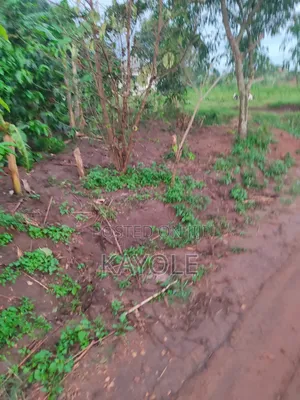 Hot Cake Plot in Banda Buwanbo