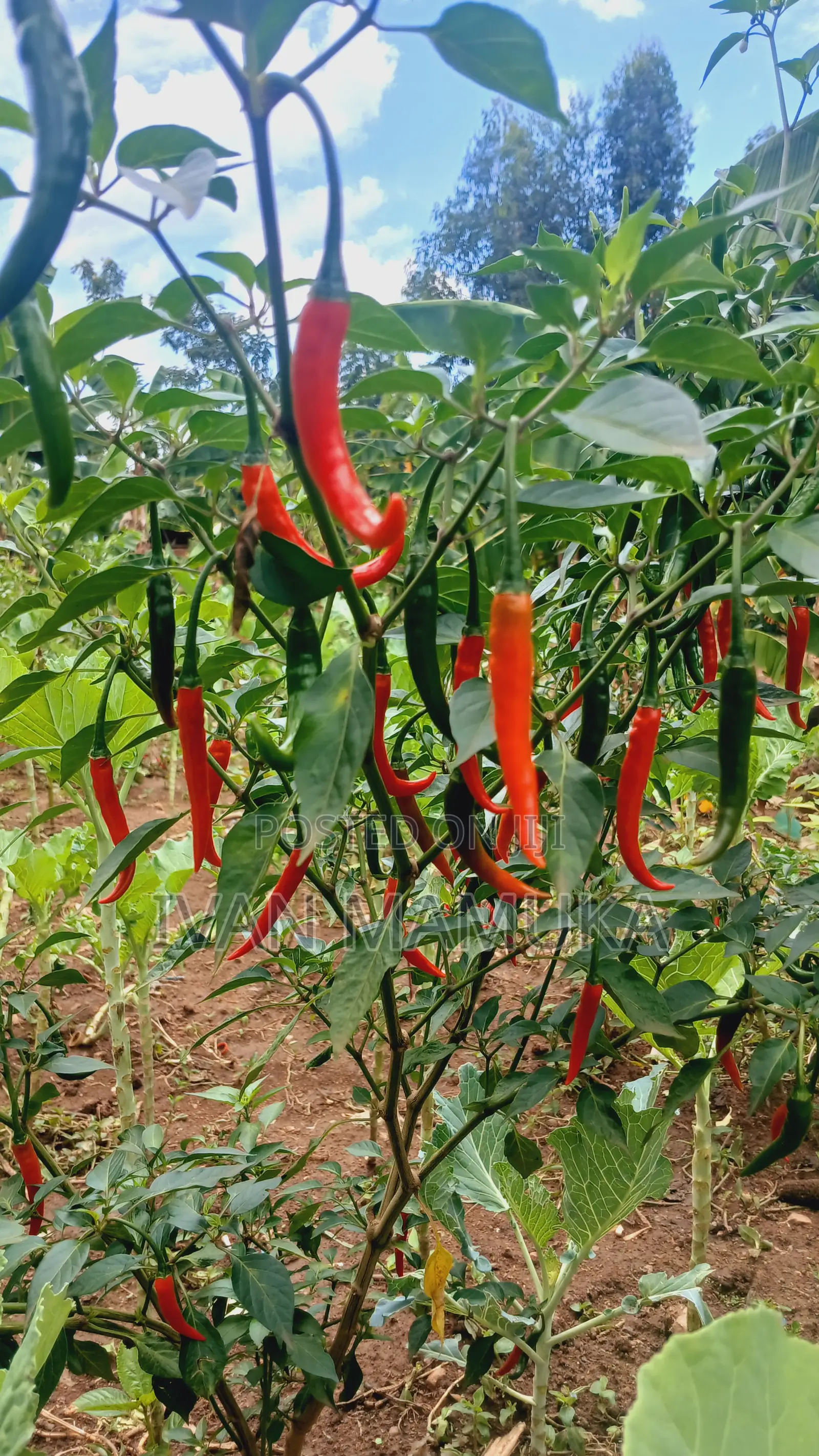 300kg Red and Green Chillies/Kamulali