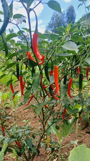 300kg Red and Green Chillies/Kamulali