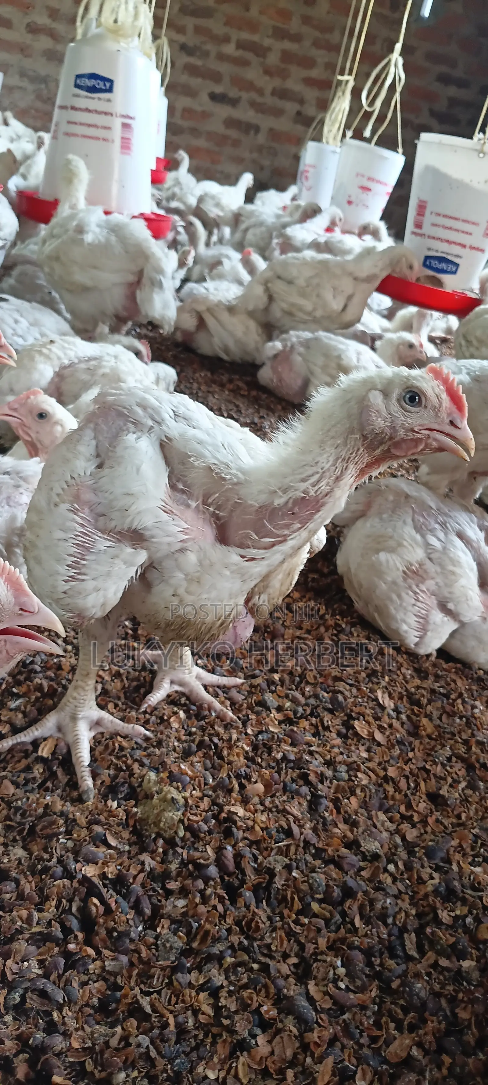 Fresh Broilers