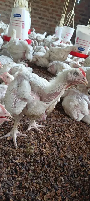 Fresh Broilers