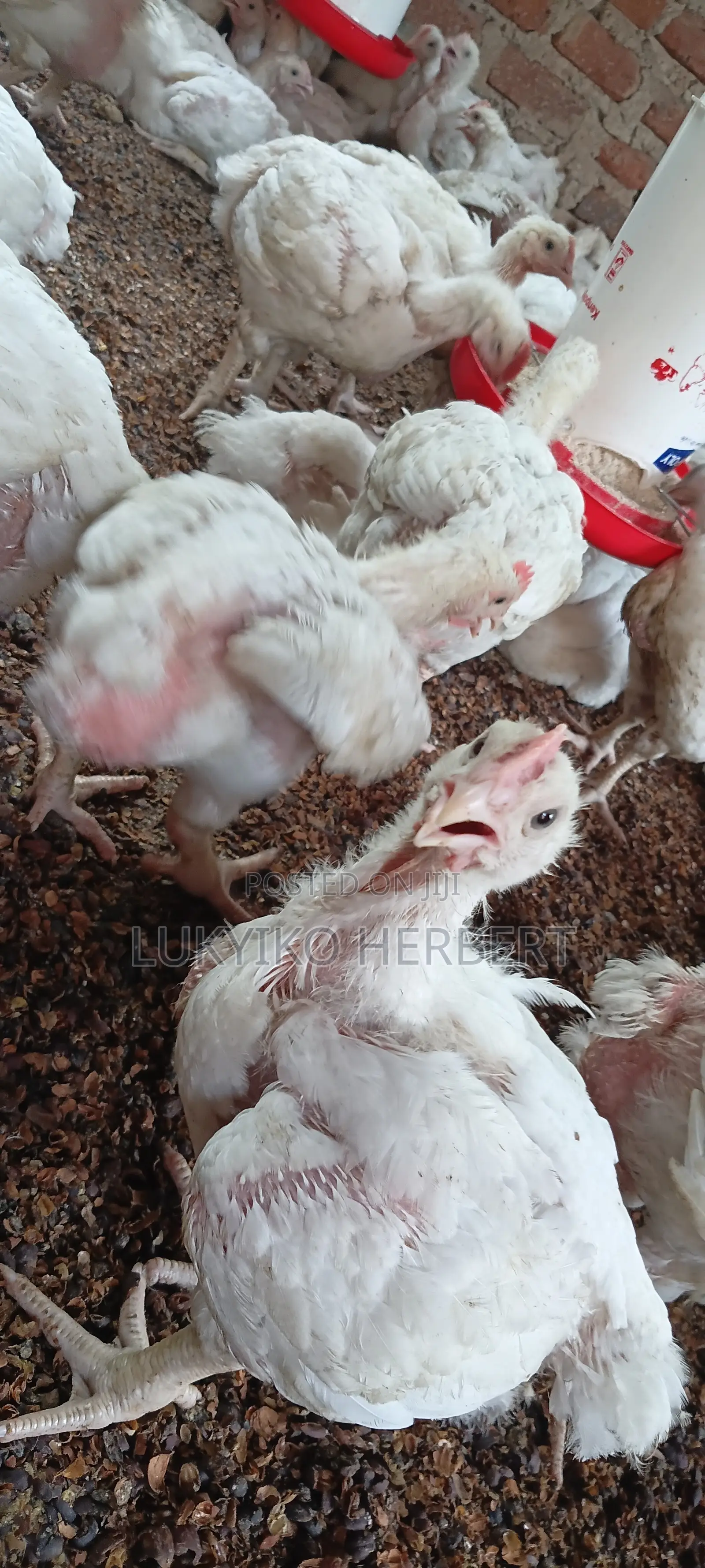 Fresh Broilers
