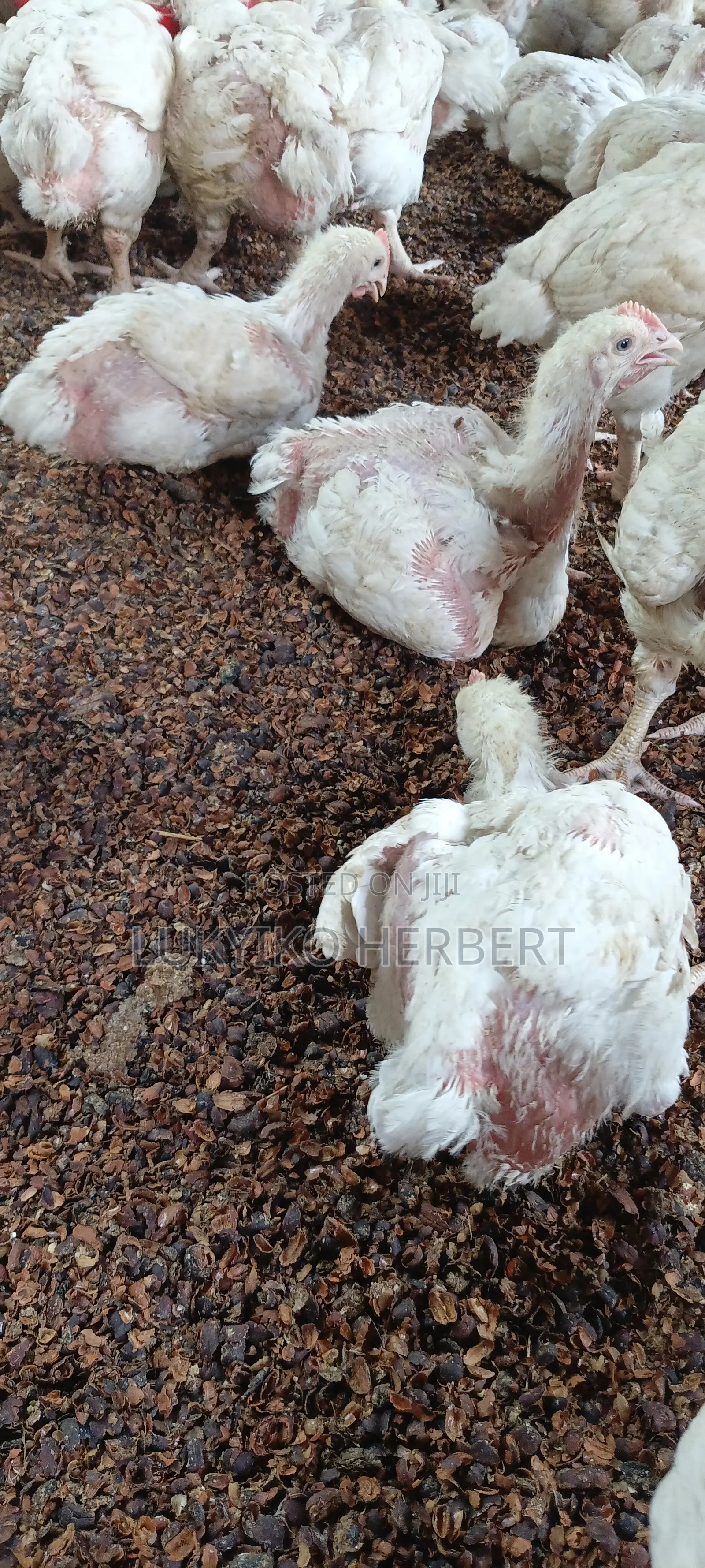 Fresh Broilers