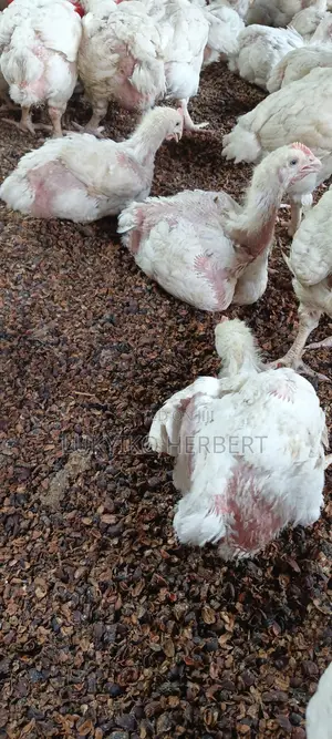 Fresh Broilers