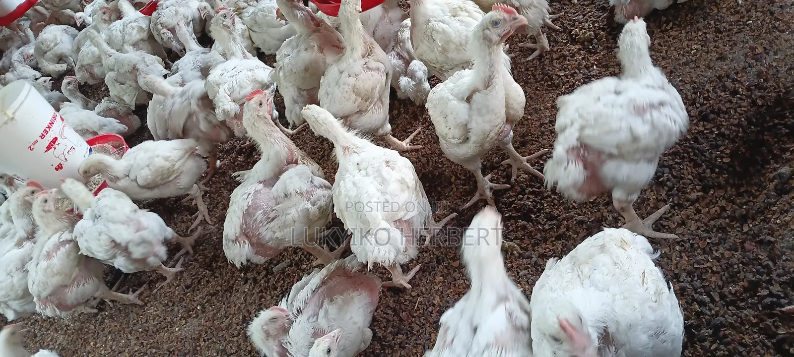 Fresh Broilers