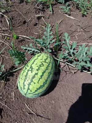 Water Melon