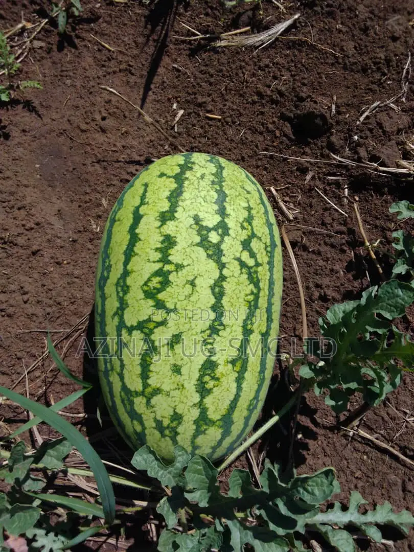 Water Melon