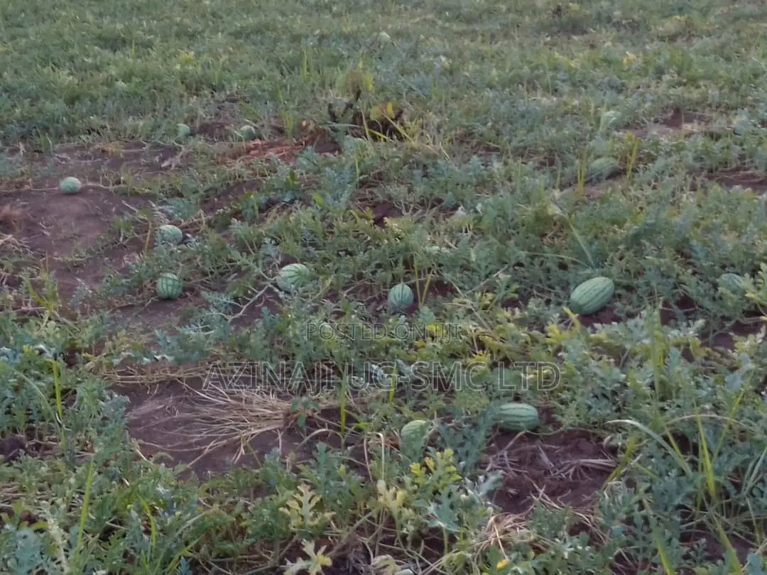 Water Melon