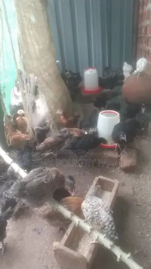 Gemk Poultry Farm