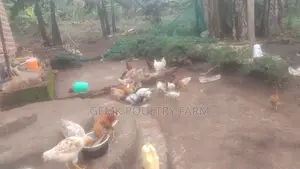 Gemk Poultry Farm