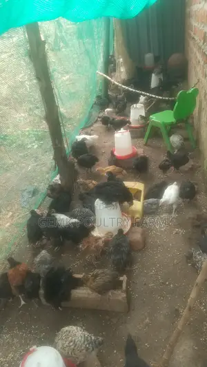 Gemk Poultry Farm