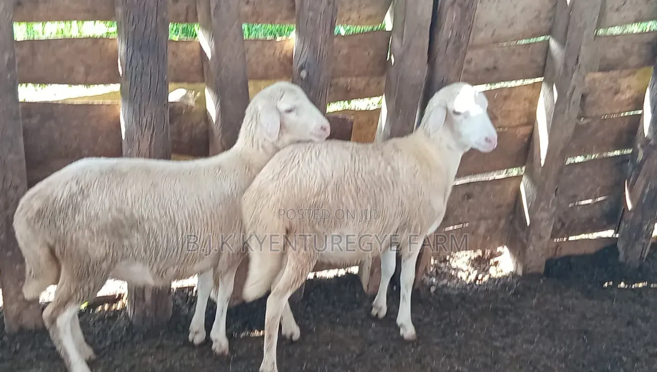 White Suffolk Sheep Ewes