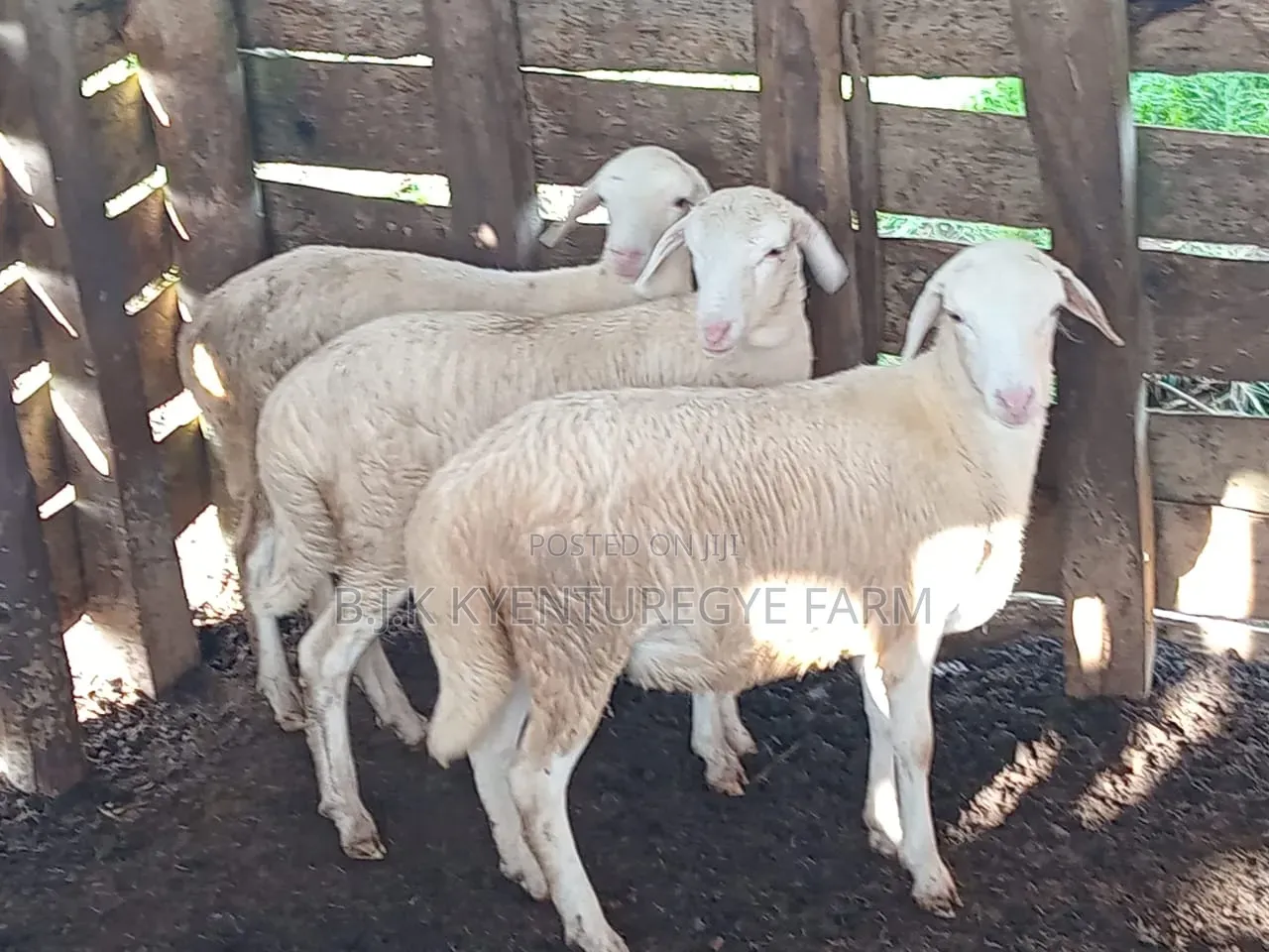 White Suffolk Sheep Ewes