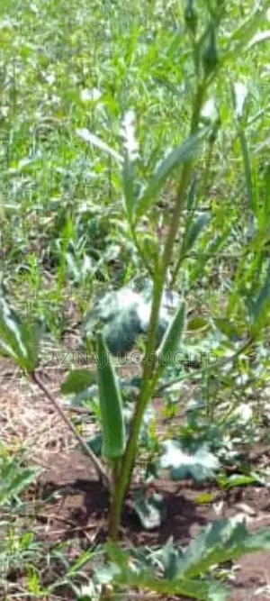 Okra Vegetable