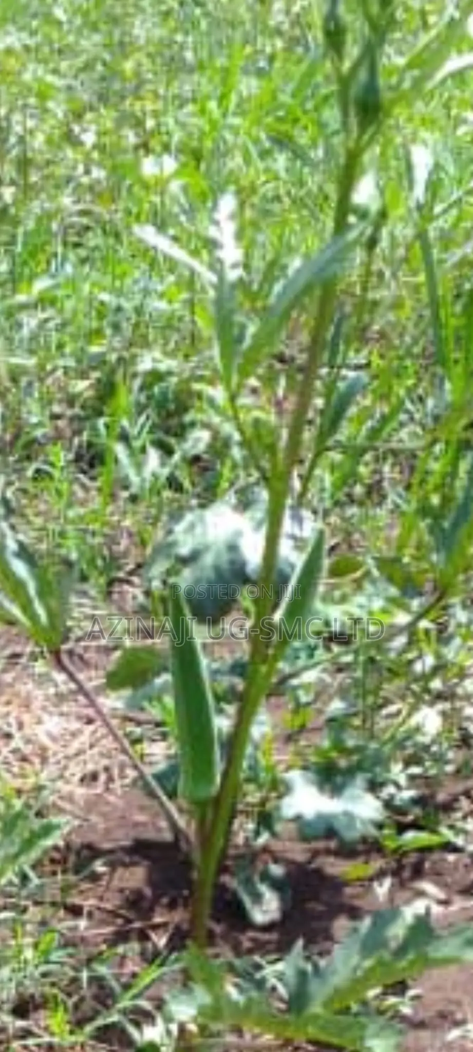 Okra Vegetable