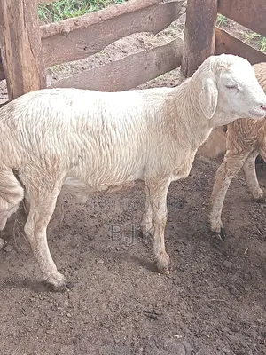 Ram for Breeding Under Good Genetic Selection
