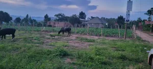 Mount Olvies High-School Estate