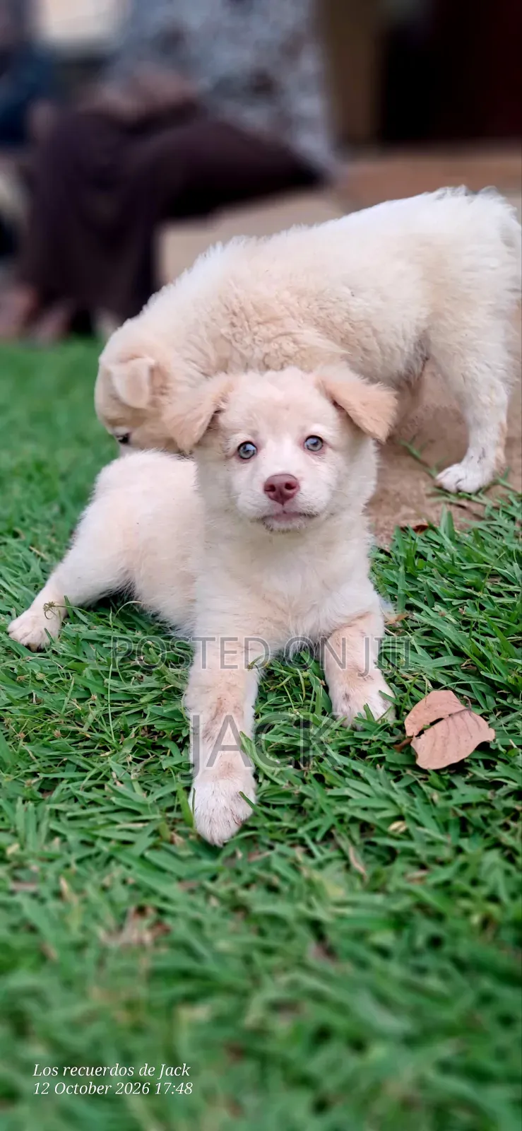 1-3 months Male Purebred Japanese Spitz