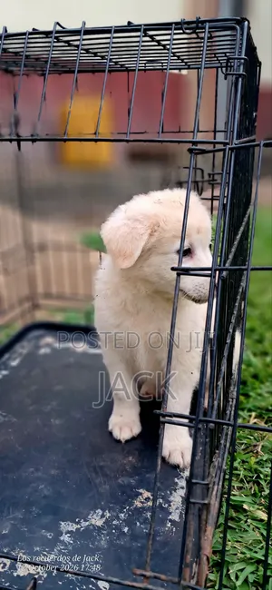 1-3 months Male Purebred Japanese Spitz