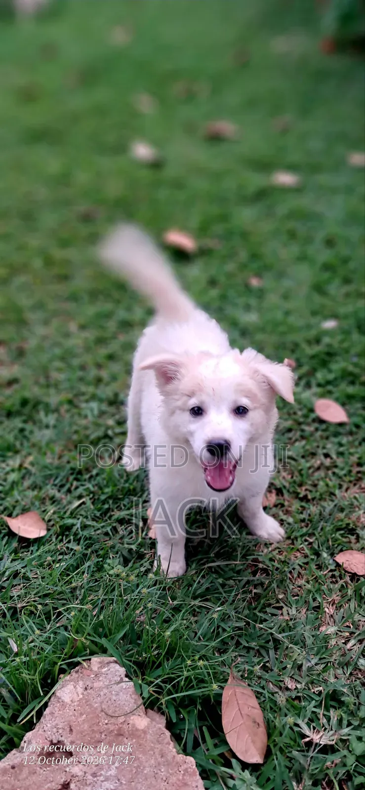 1-3 months Male Purebred Japanese Spitz