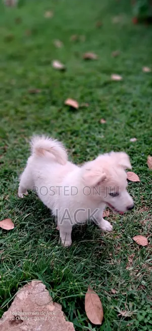 1-3 months Male Purebred Japanese Spitz