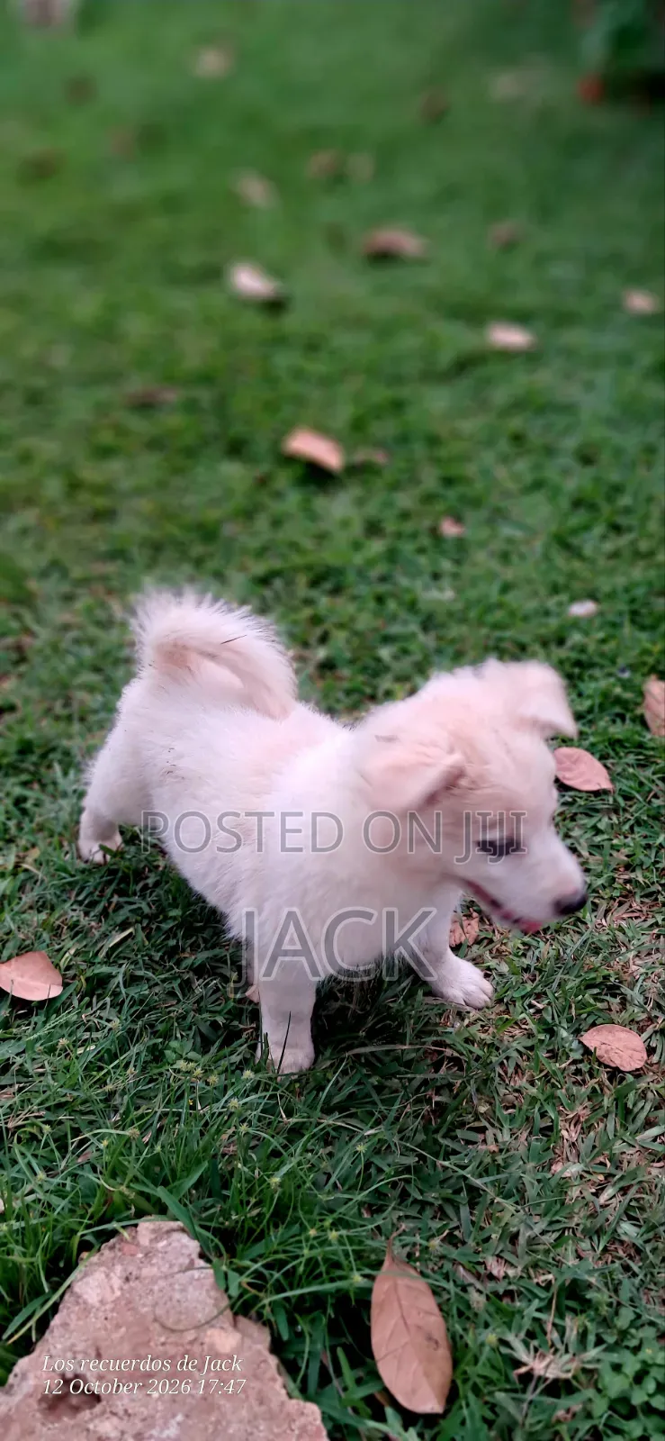 1-3 months Male Purebred Japanese Spitz