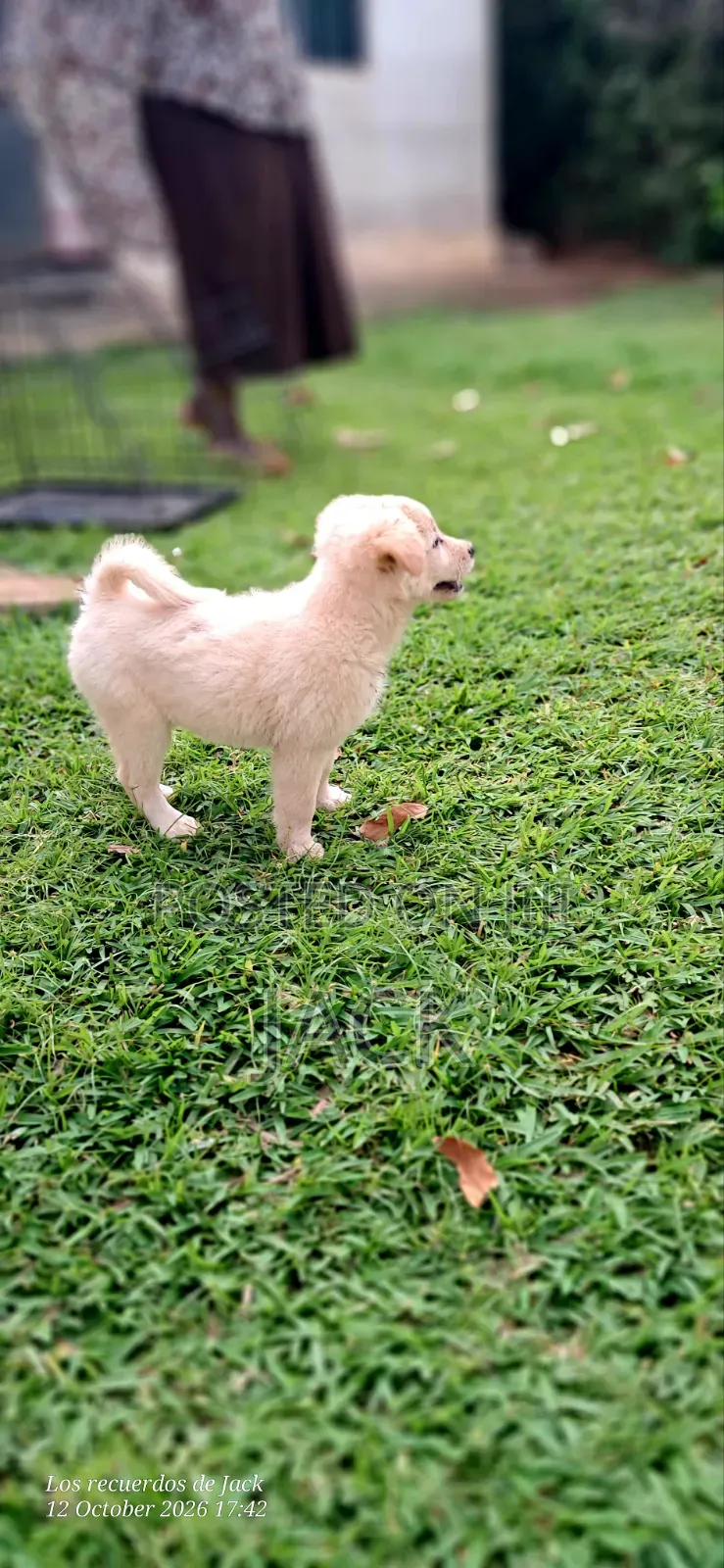1-3 months Male Purebred Japanese Spitz