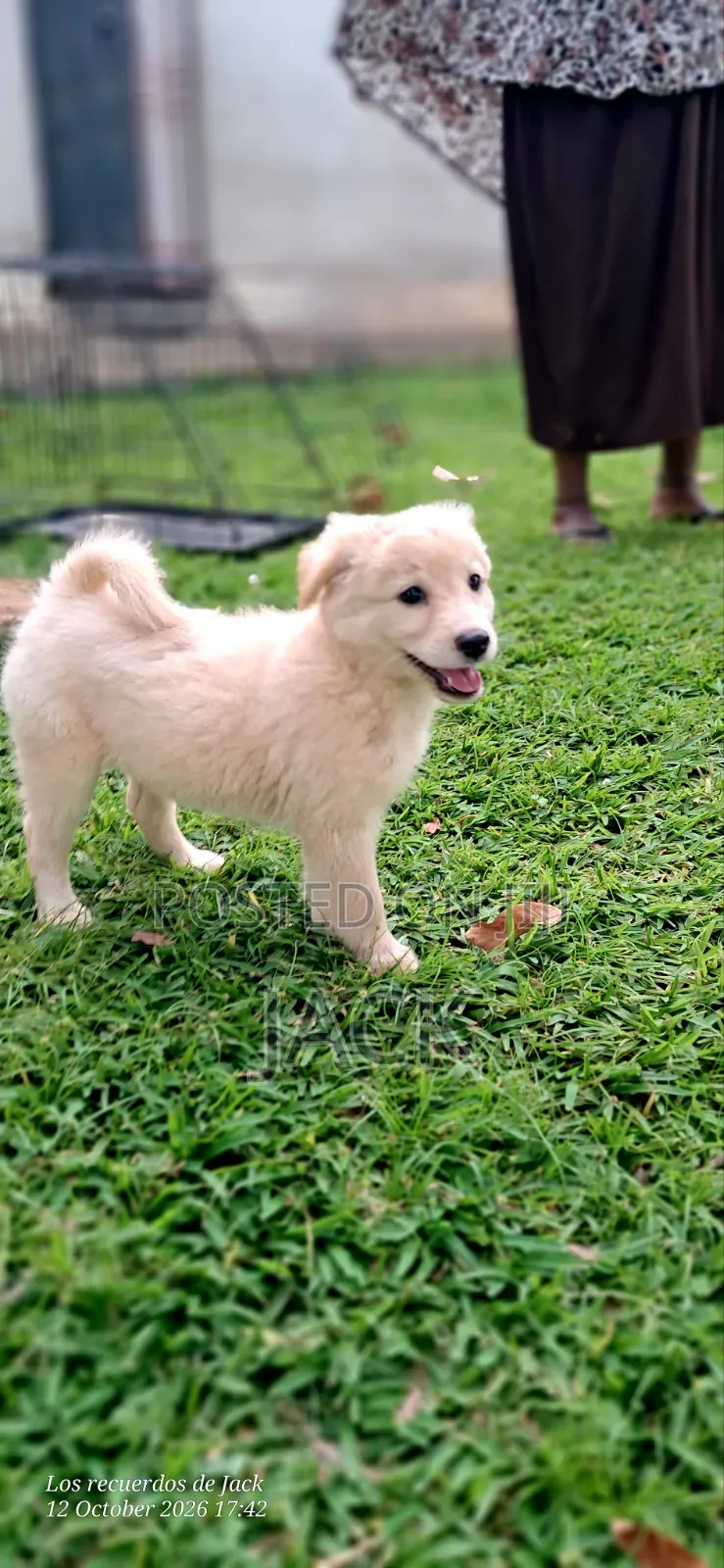 1-3 months Male Purebred Japanese Spitz