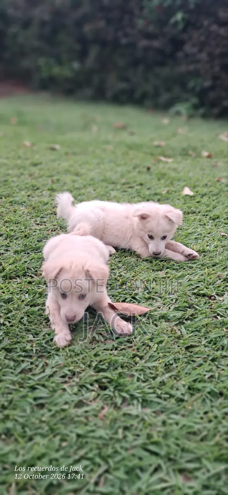 1-3 months Male Purebred Japanese Spitz