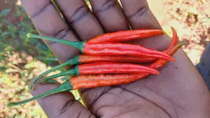 300kg Red and Green Chillies/Kamulali