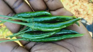 300kg Red and Green Chillies/Kamulali