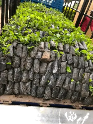 Coffee Seeddlings