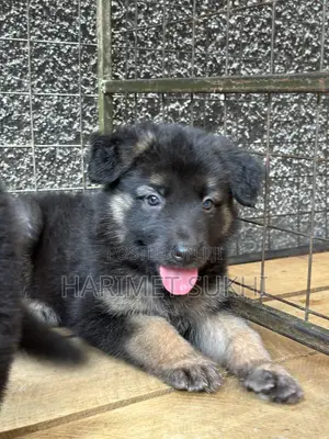 1-3 months Female Purebred German Shepherd