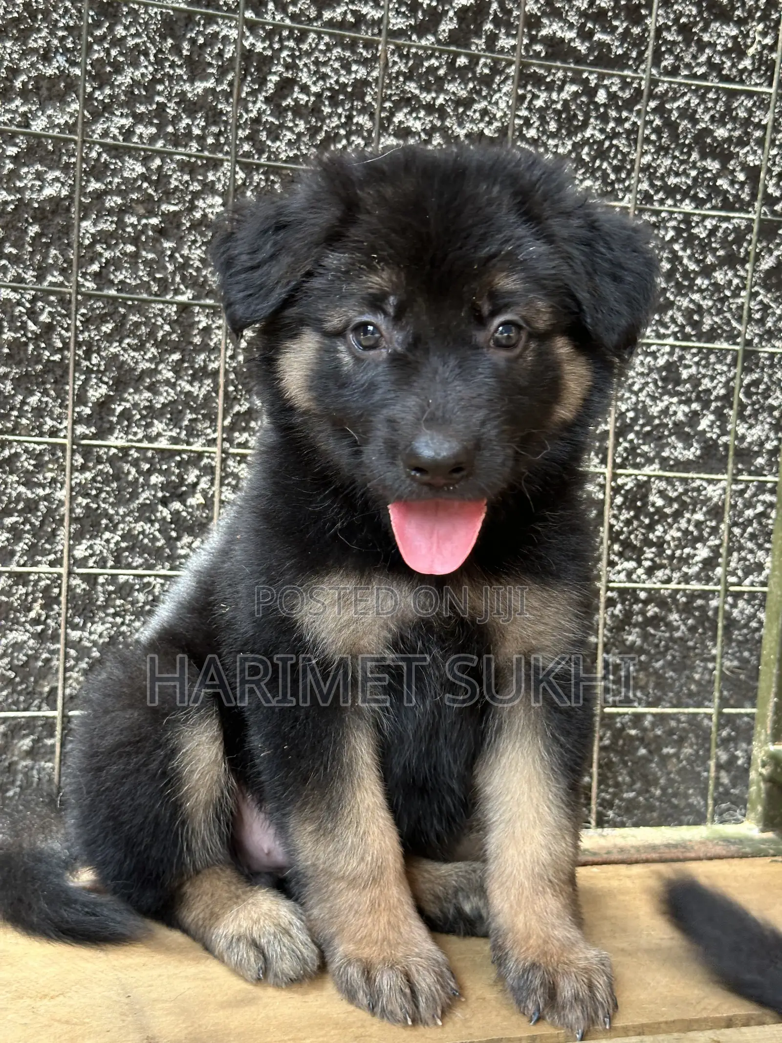 1-3 months Female Purebred German Shepherd