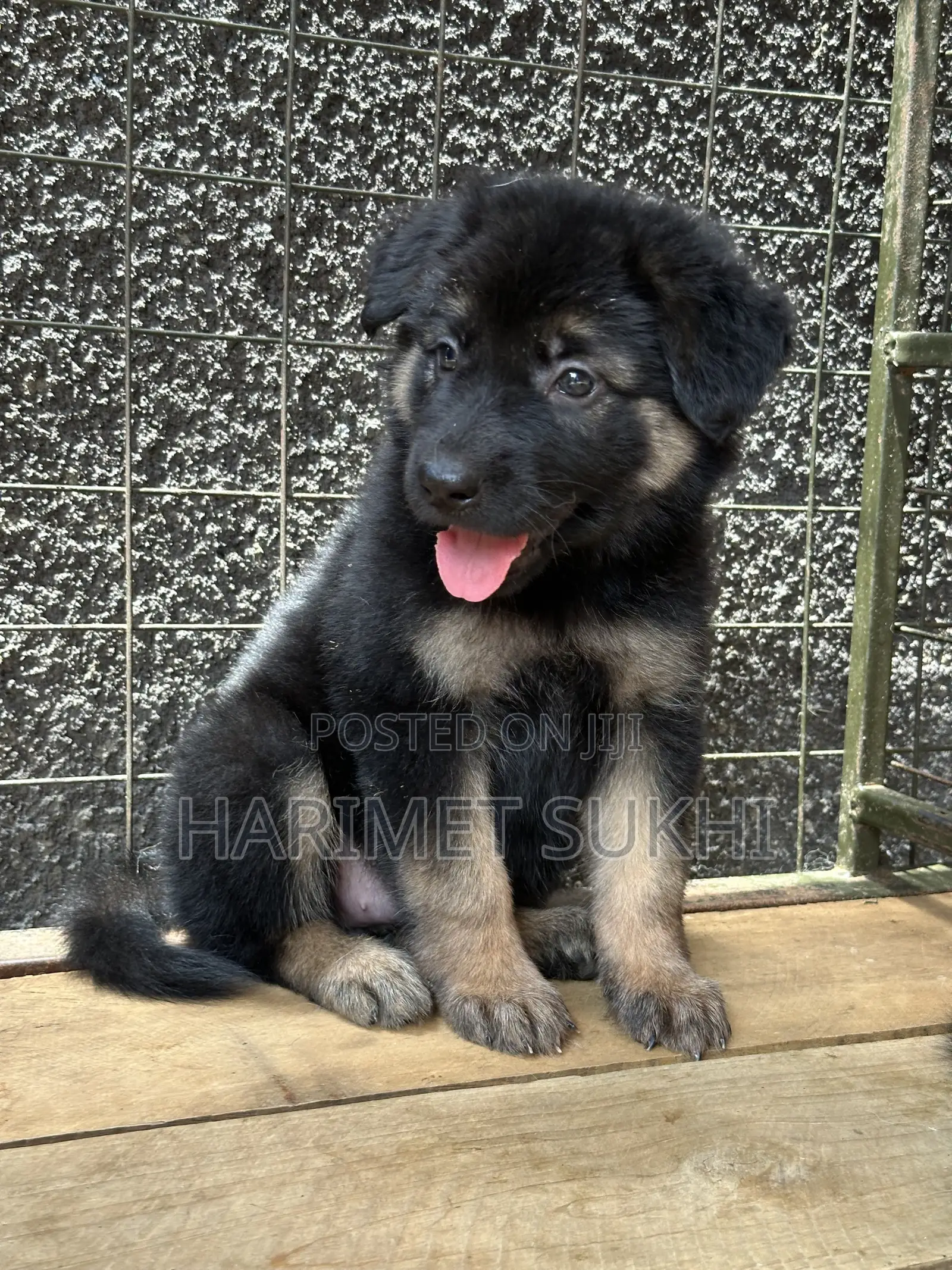 1-3 months Female Purebred German Shepherd