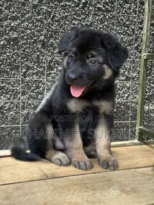 1-3 months Female Purebred German Shepherd
