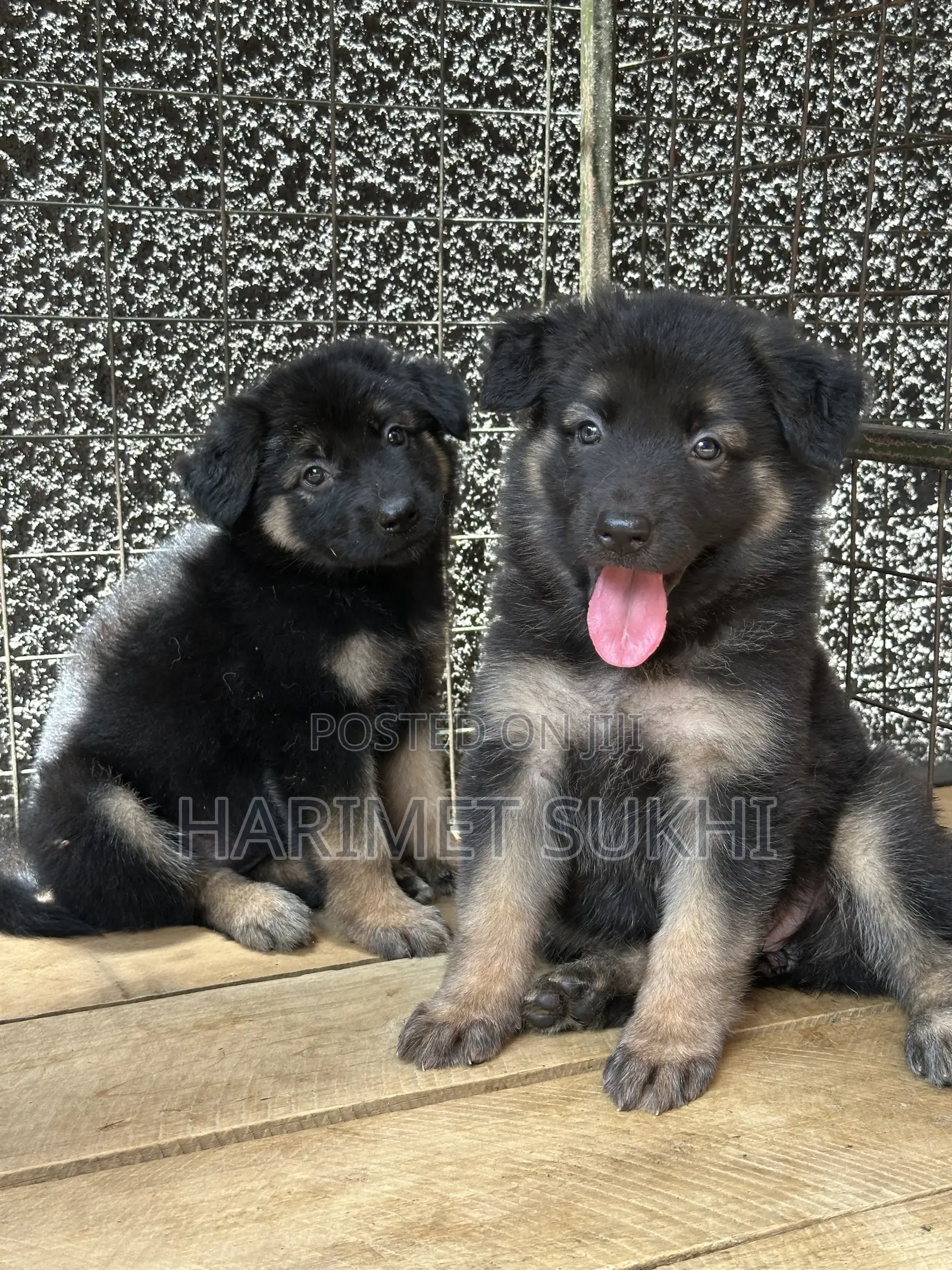 1-3 months Female Purebred German Shepherd
