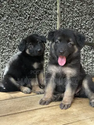 1-3 months Female Purebred German Shepherd