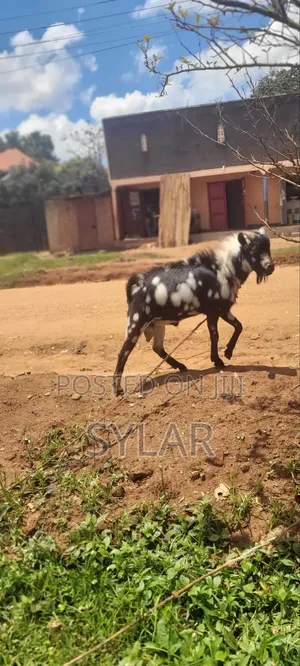 Farm Animals