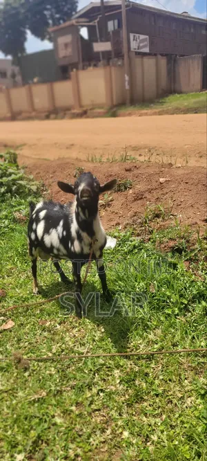 Farm Animals