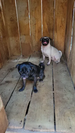 1+ year Female Purebred Pug