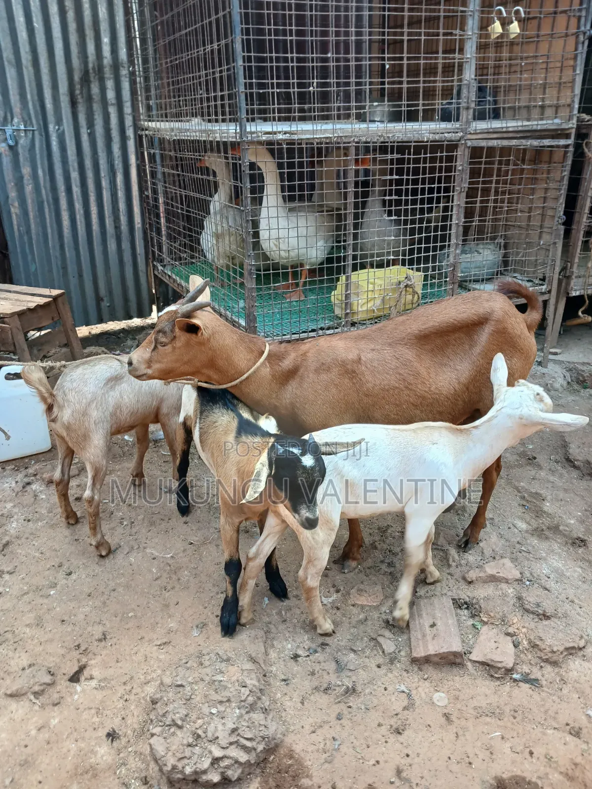 Goats With Three Kids Available for Sale
