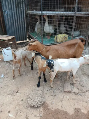 Goats With Three Kids Available for Sale