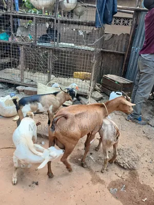 Goats With Three Kids Available for Sale