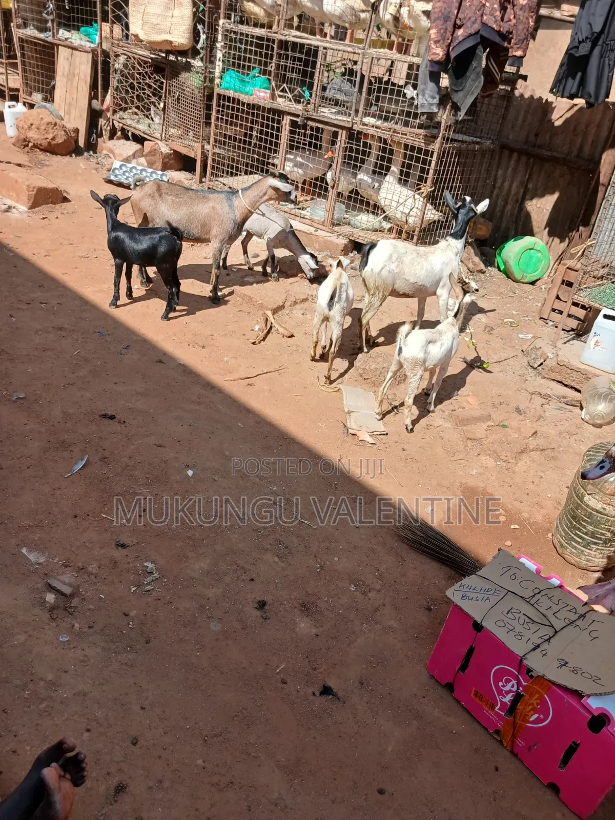 Goats With Three Kids Available for Sale