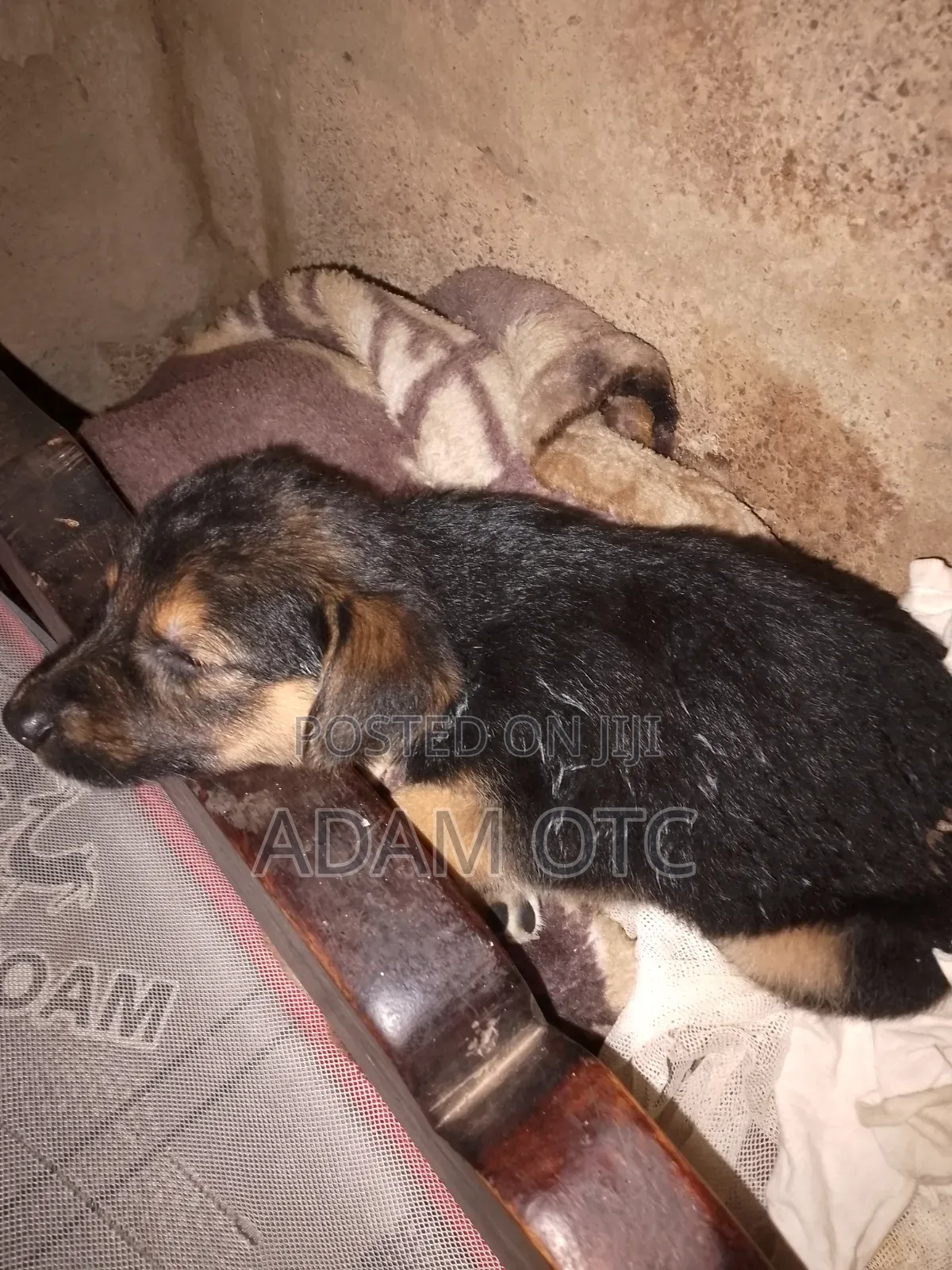 1-3 months Female Mixed Breed German Shepherd