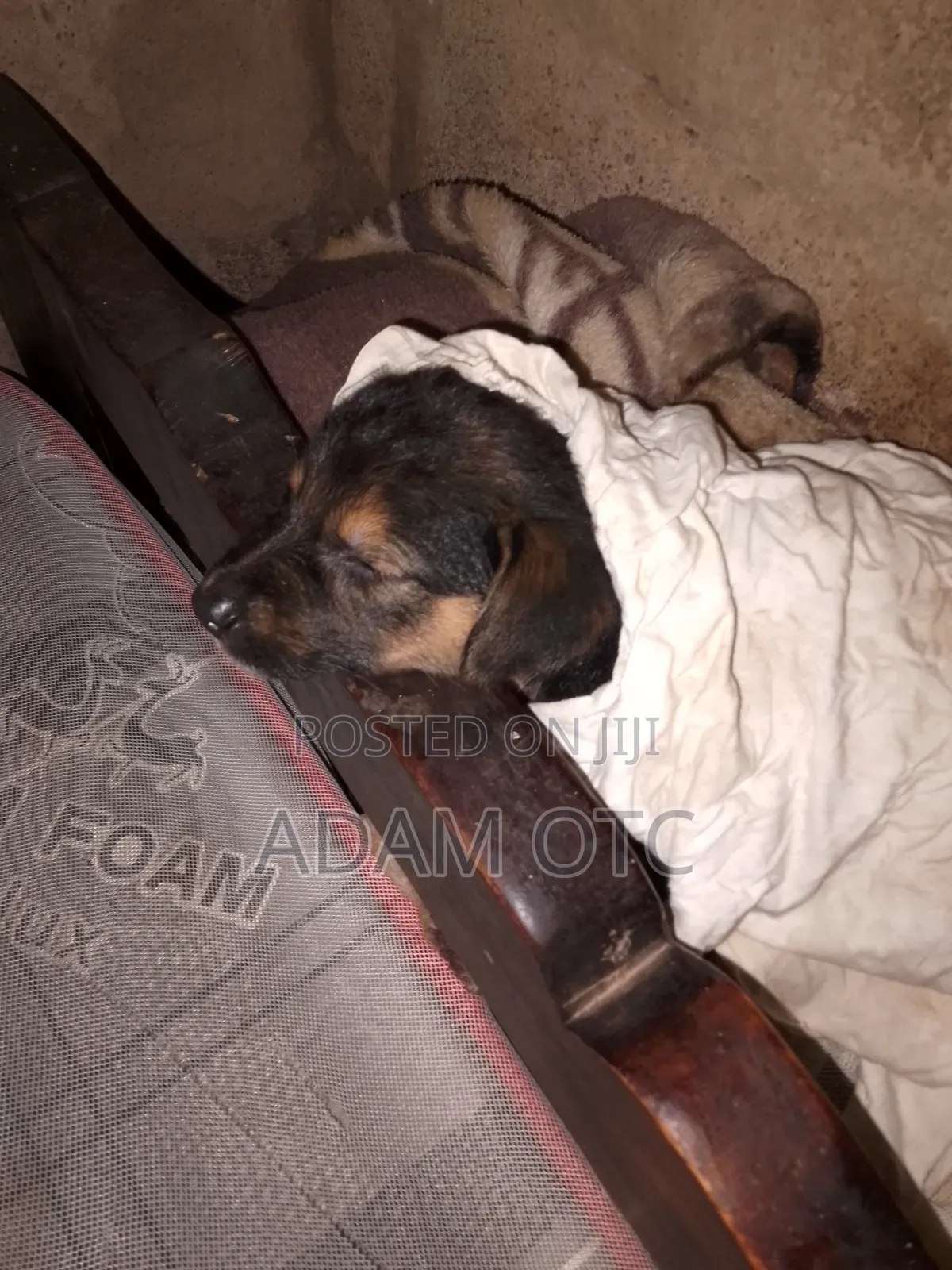 1-3 months Female Mixed Breed German Shepherd